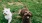 a couple of dogs playing in the grass